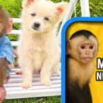 Bibi the Monkey Net Worth