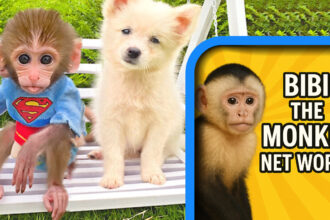 Bibi the Monkey Net Worth