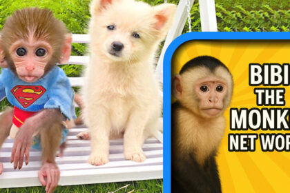 Bibi the Monkey Net Worth