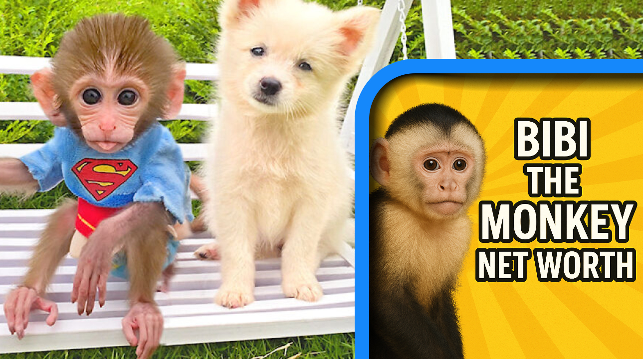 Bibi the Monkey Net Worth