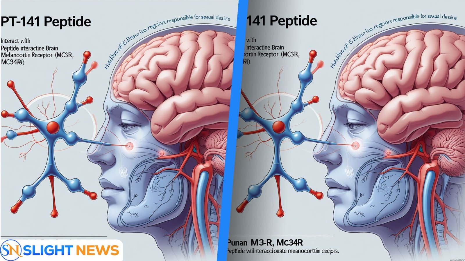 pt-141 peptide